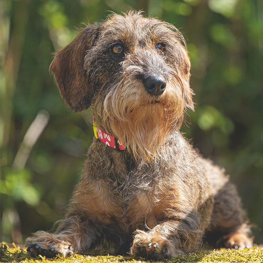 Beeztees Halsband HEART - XS/S/M/L - pink Herz Nylon Hundehalsband Nylonhalsband