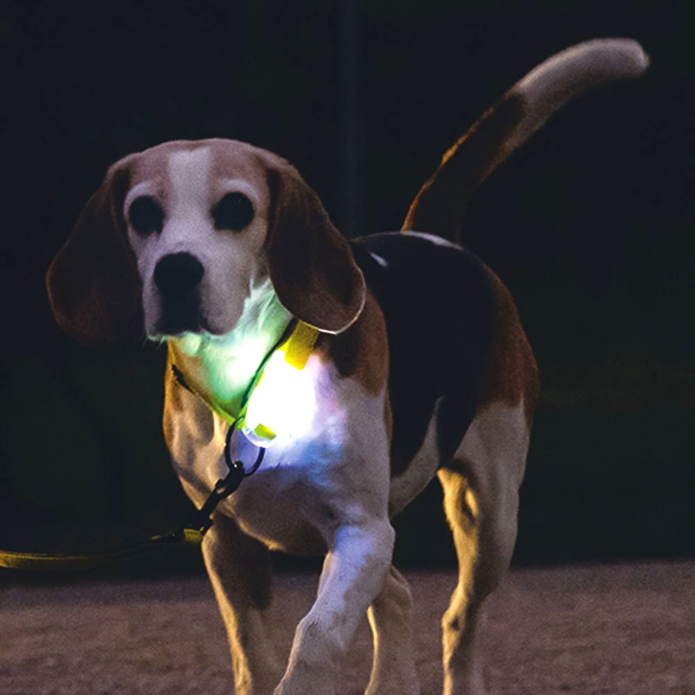 Beeztees Premium Sicherheitshalsband PARINCA - Nylon schwarz - LED Hundehalsband