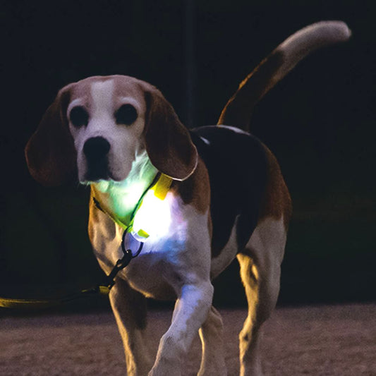 Beeztees Premium Sicherheitshalsband PARINCA - Nylon schwarz - LED Hundehalsband