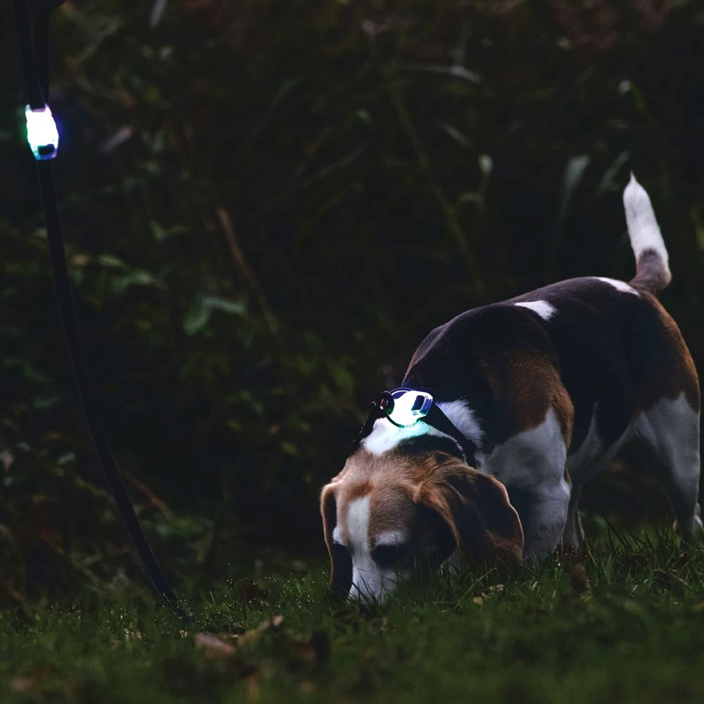 Beeztees Premium Sicherheitshalsband PARINCA - Nylon schwarz - LED Hundehalsband