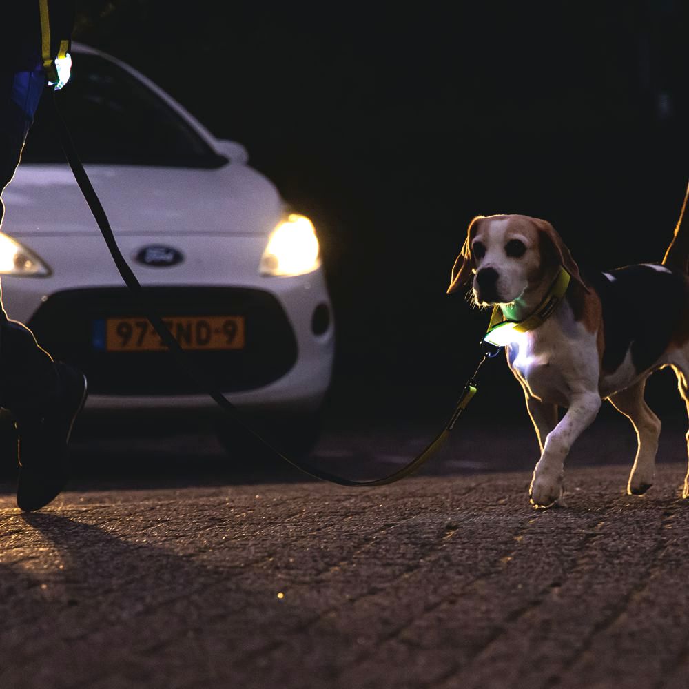 Beeztees Premium Sicherheitshalsband PARINCA - Nylon schwarz - LED Hundehalsband