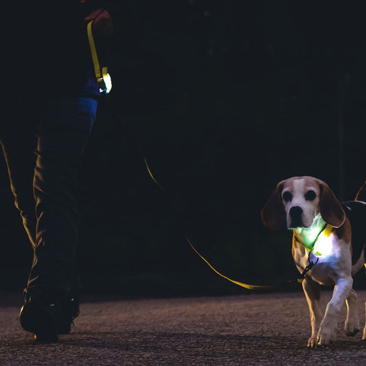 Beeztees Premium Sicherheitsleine PARINCA - Nylon schwarz - LED Hundeleine