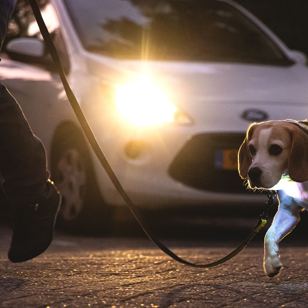 Beeztees Premium Sicherheitsleine PARINCA - Nylon schwarz - LED Hundeleine