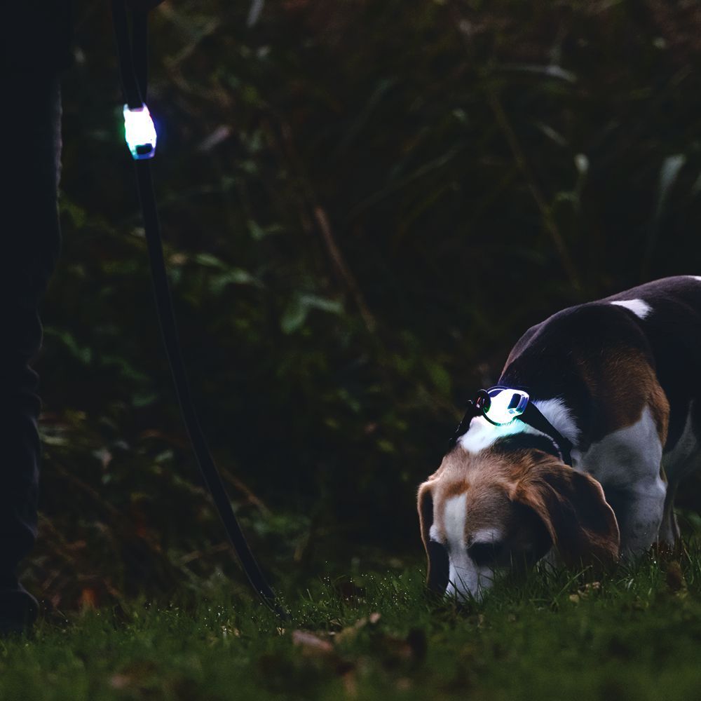 Beeztees Premium Sicherheitsleine PARINCA - Nylon gelb - LED Hundeleine