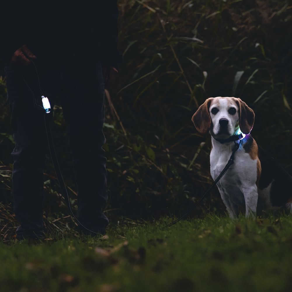 Beeztees Premium Sicherheitsleine PARINCA - Nylon gelb - LED Hundeleine