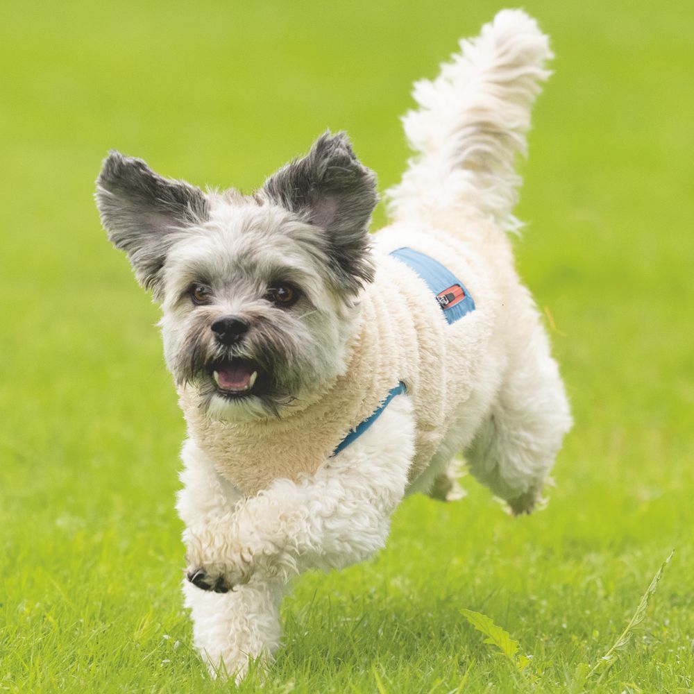 Beeztees Hundemantel TEDDY - beige - Hundejacke Hundepullover Regenmantel