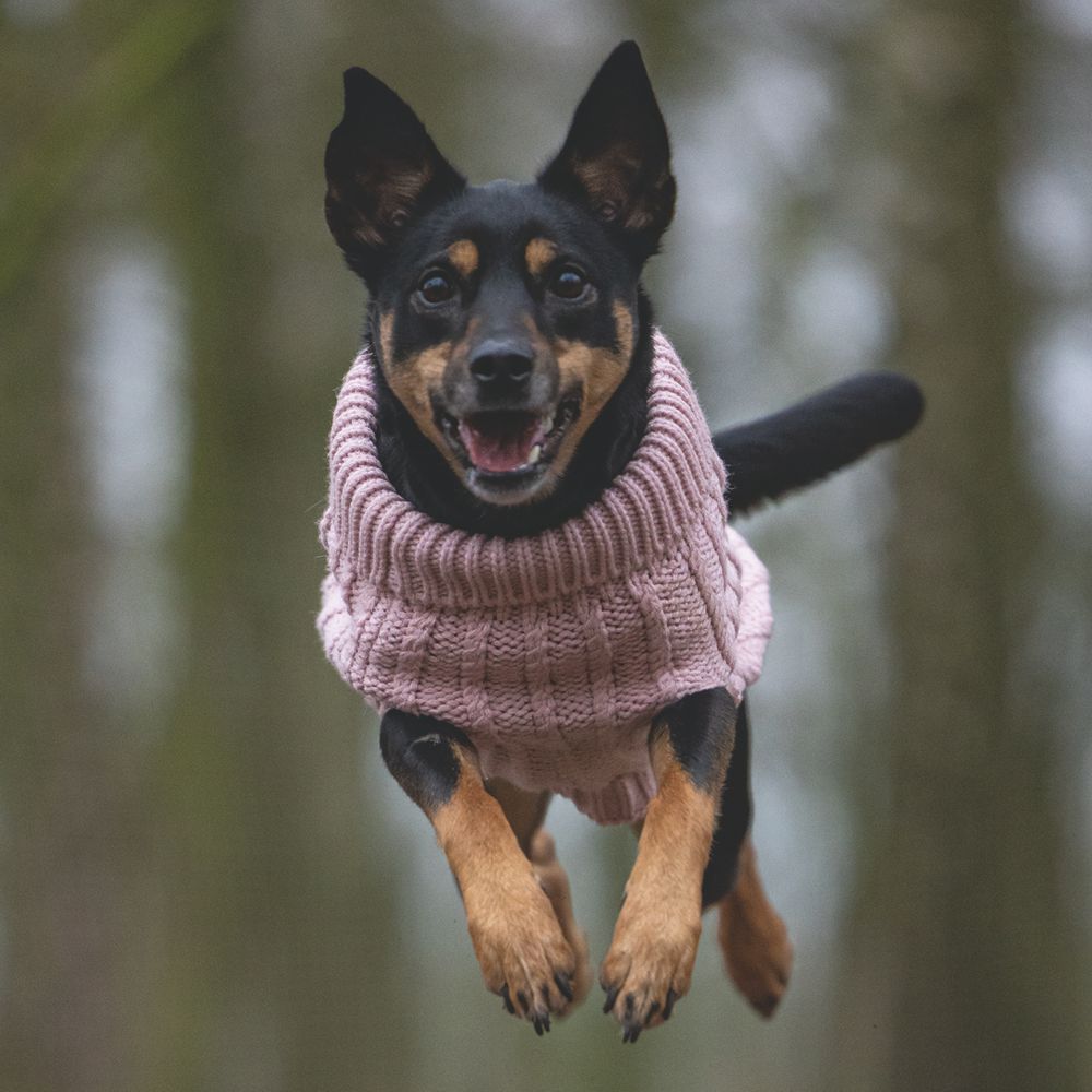 Designed by Lotte Hundepullover HAIDA - rosa Hundejacke Hundemantel Sweater