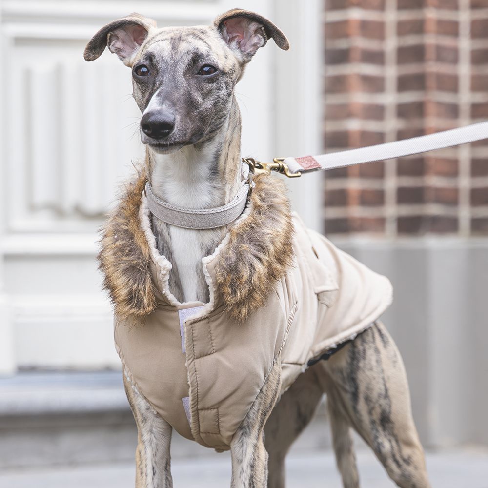 Designed by Lotte Hundemantel PHILOS beige Hundejacke Hundepullover Regenmantel