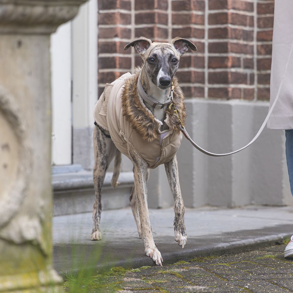 Designed by Lotte Hundemantel PHILOS beige Hundejacke Hundepullover Regenmantel