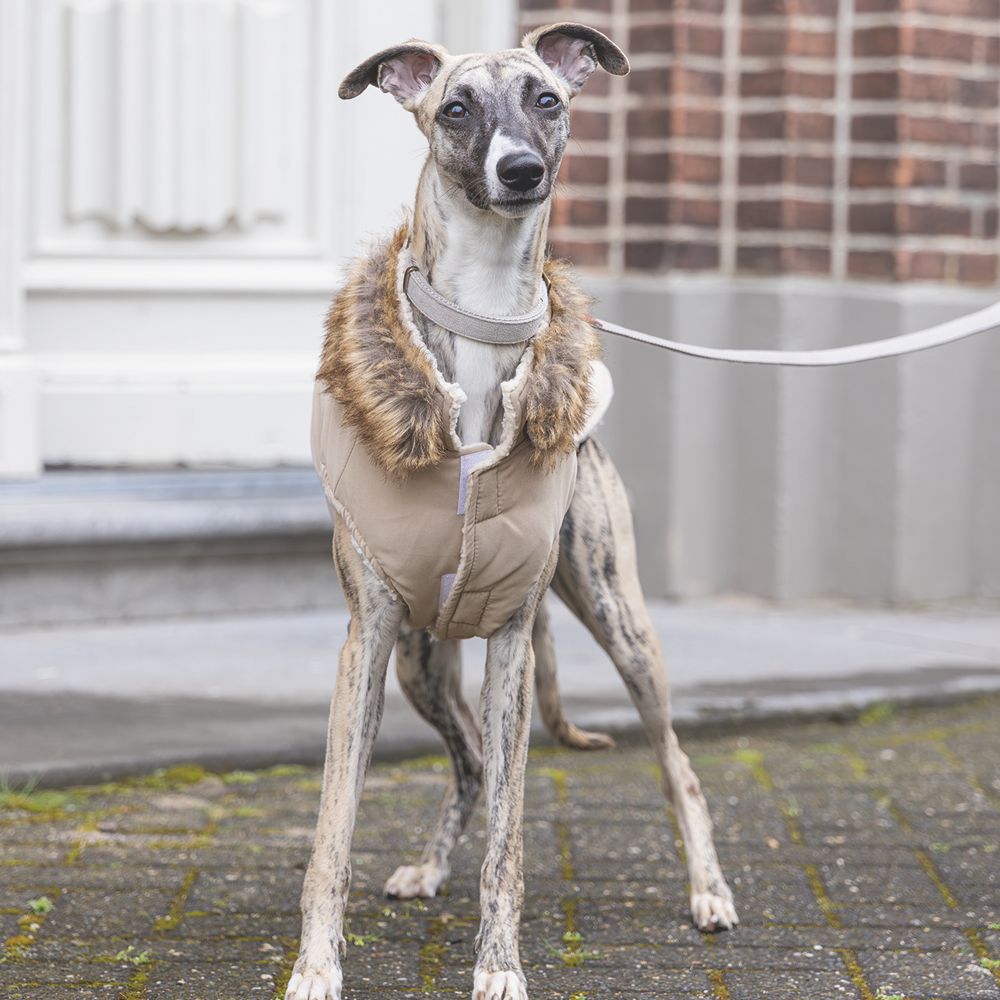 Designed by Lotte Hundemantel PHILOS beige Hundejacke Hundepullover Regenmantel