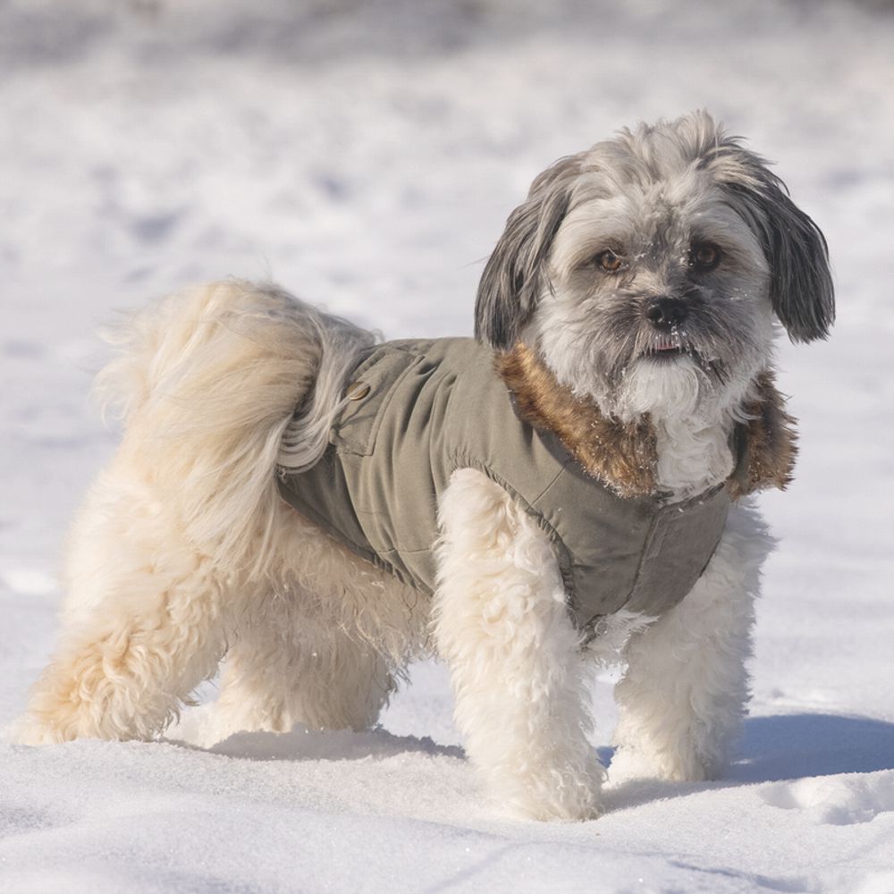 Designed by Lotte Hundemantel PHILOS grün Hundejacke Hundepullover Regenmantel