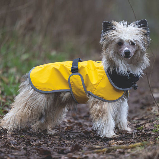 Beeztees Regenmantel CARO - gelb - Hundejacke Hundepullover Hundemantel
