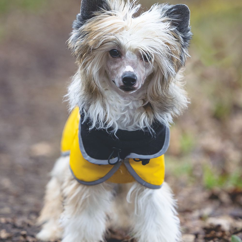 Beeztees Regenmantel CARO - gelb - Hundejacke Hundepullover Hundemantel