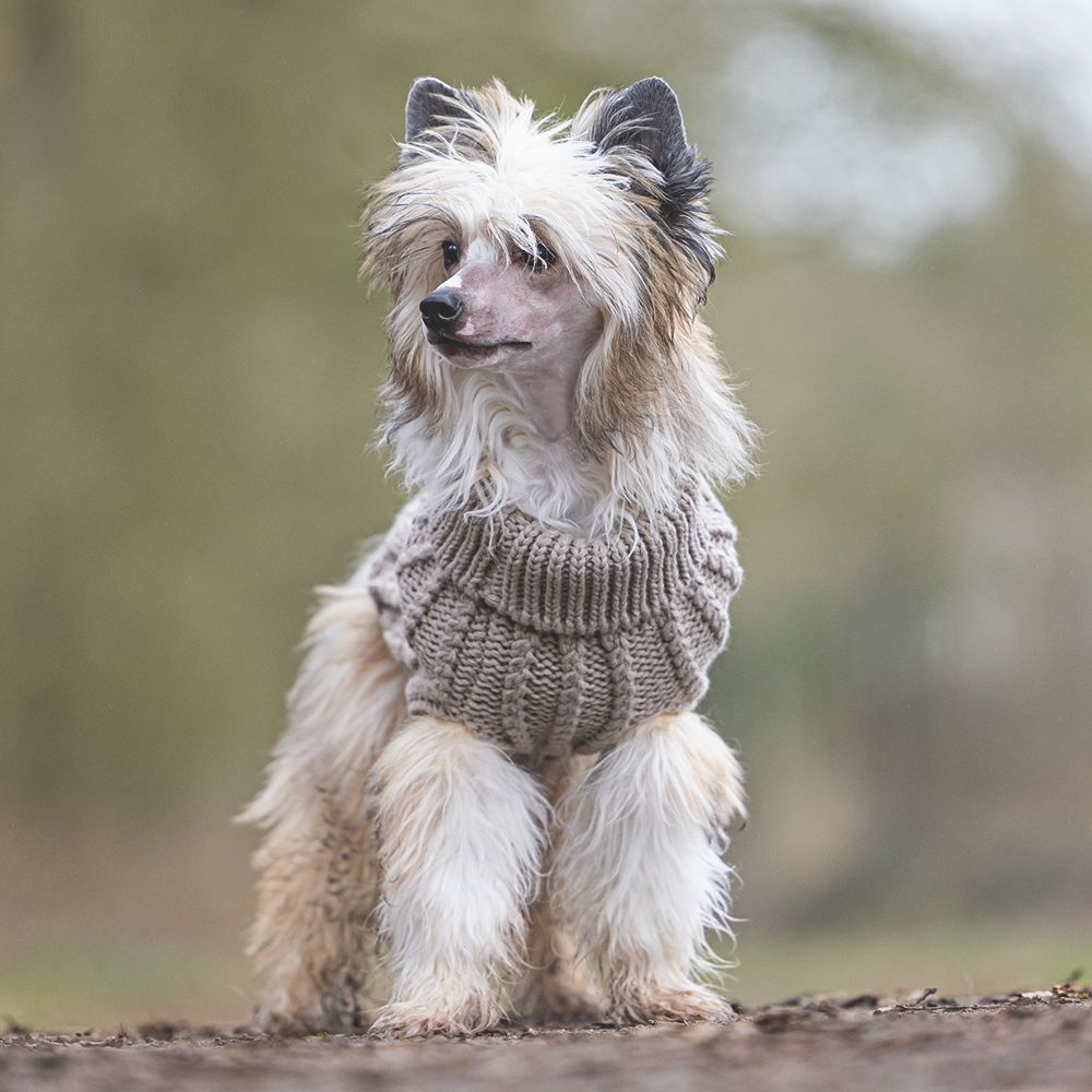 Designed by Lotte Hundepullover HAIDA - beige Hundejacke Hundemantel Sweater