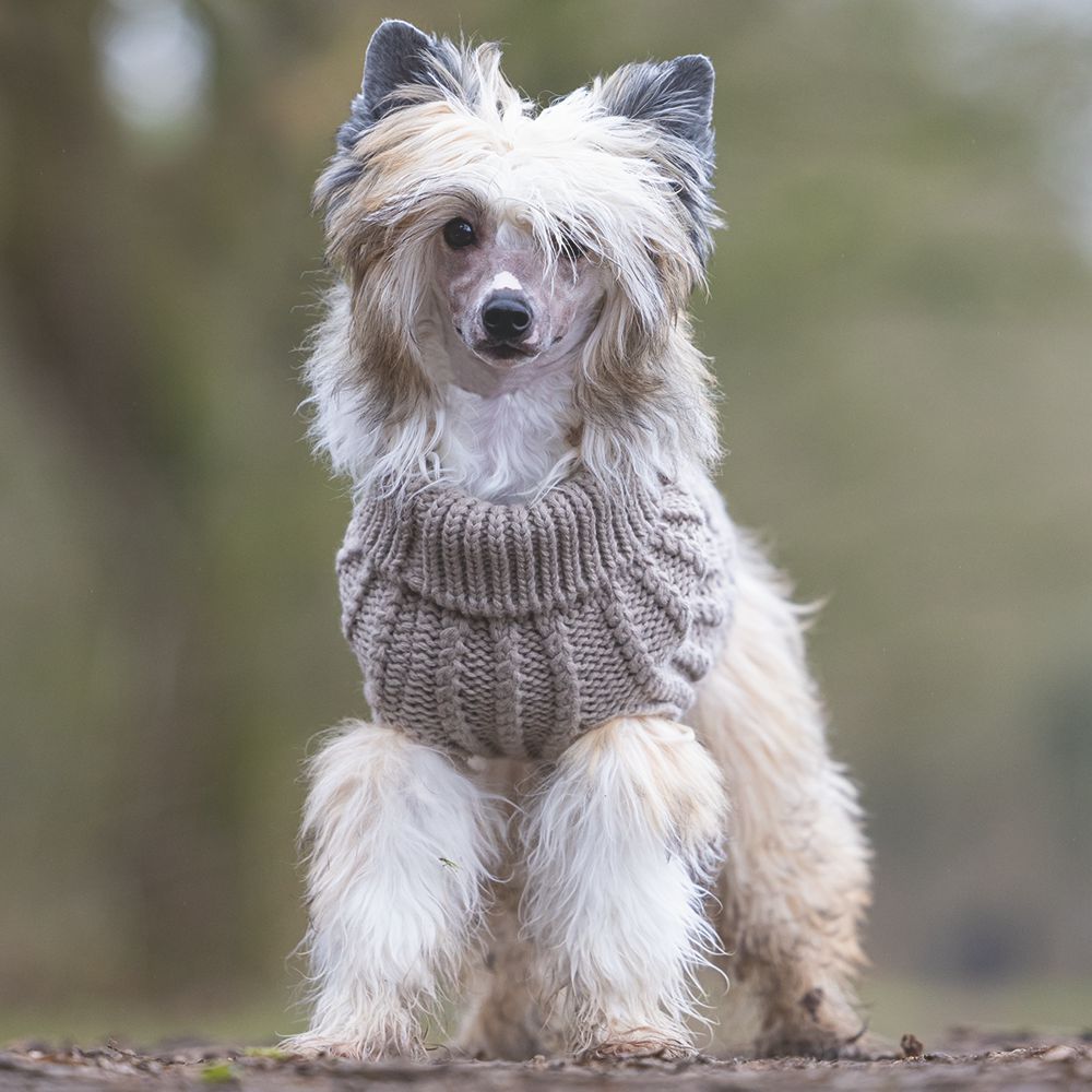 Designed by Lotte Hundepullover HAIDA - beige Hundejacke Hundemantel Sweater