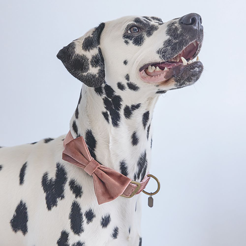 Designed by Lotte Hundeschleife ZAZA - Samt - Fliege für Halsband - Hund Katze