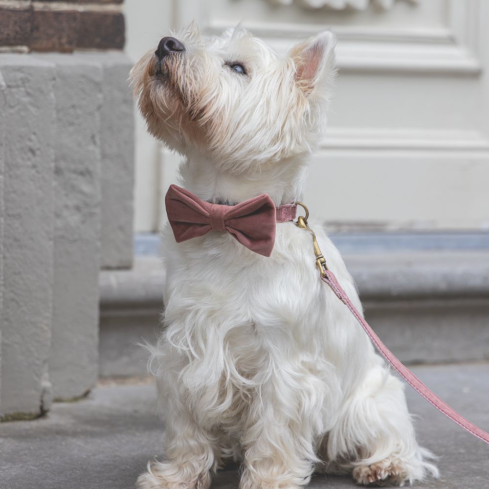 Designed by Lotte Hundeschleife ZAZA - Samt - Fliege für Halsband - Hund Katze