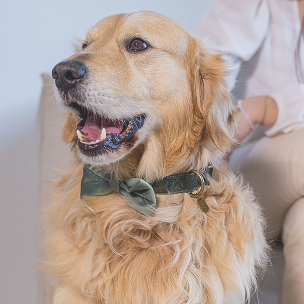 Designed by Lotte Hundeschleife ZAZA - Samt - Fliege für Halsband - Hund Katze