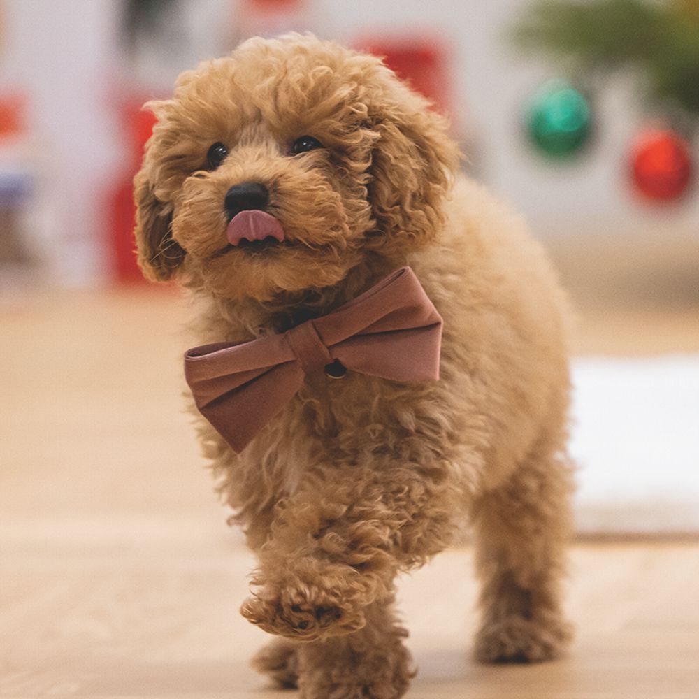 Designed by Lotte Hundeschleife ZAZA - Samt - Fliege für Halsband - Hund Katze