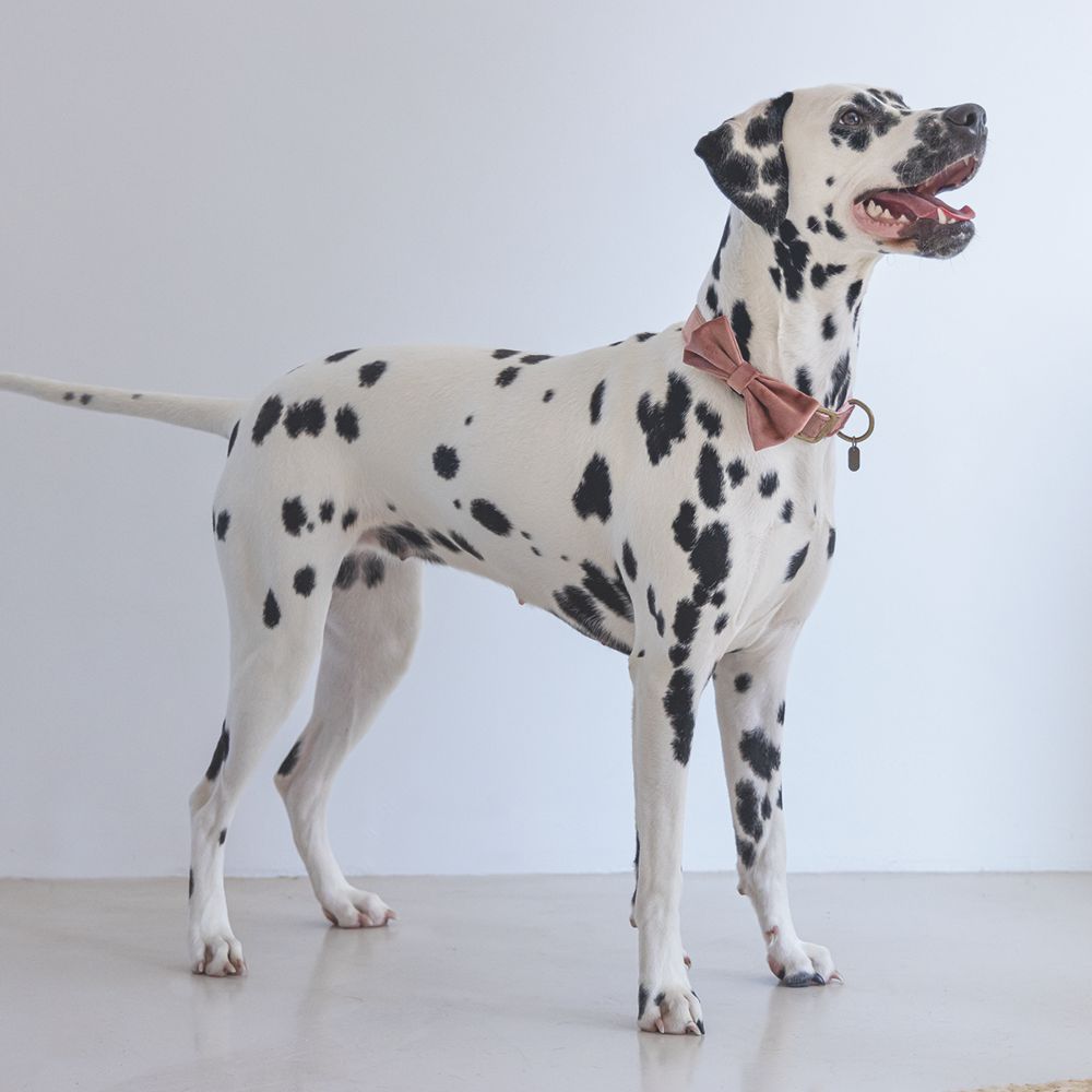 Designed by Lotte Hundeschleife ZAZA - Samt - Fliege für Halsband - Hund Katze