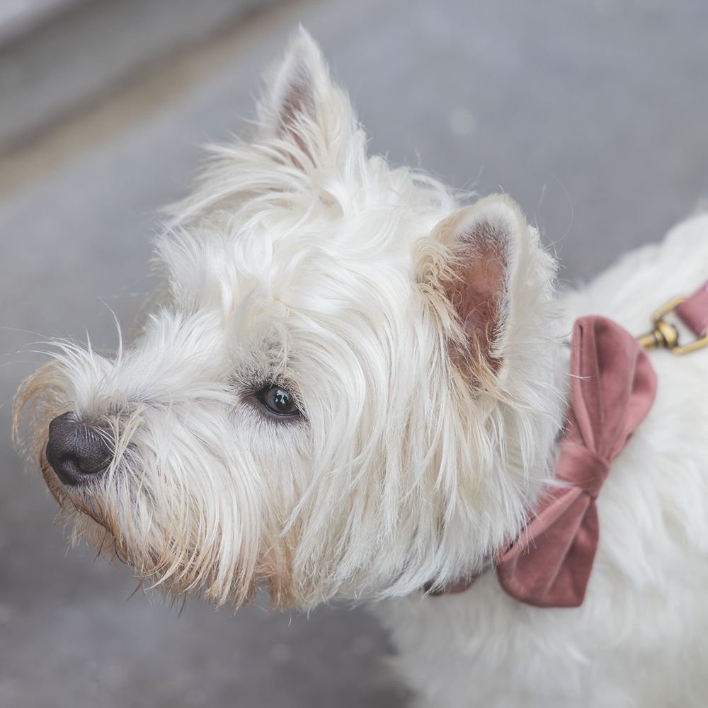 Designed by Lotte Hundeschleife ZAZA - Samt - Fliege für Halsband - Hund Katze