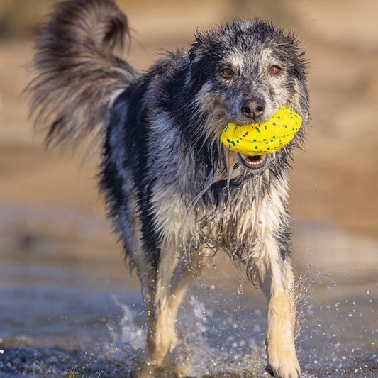 Beeztees Fetch Ball FOOTBALL - Wasserspielzeug Apportierspielzeug Hundespielzeug