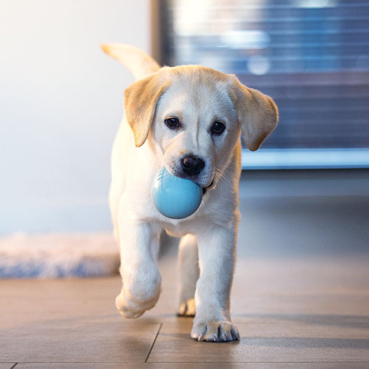 Beeztees Puppy Snack-Ei - Welpen Beschäftigungsball Snackball Futterball - Snack Leckerli