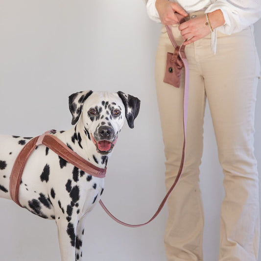 Designed by Lotte Leine VELURA 120 cm - XS/S/M/L - Samt Hundeleine Welpenleine