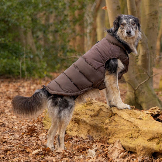 Beeztees Hundemantel WISTI - braun - Hundejacke Hundepullover Regenmantel
