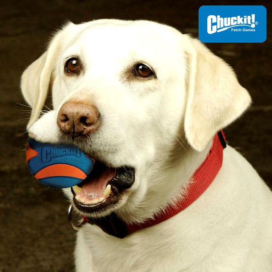 Chuckit! Ultra Squeaker Ball - Apportierspielzeug Hundespielzeug mit Quietschie