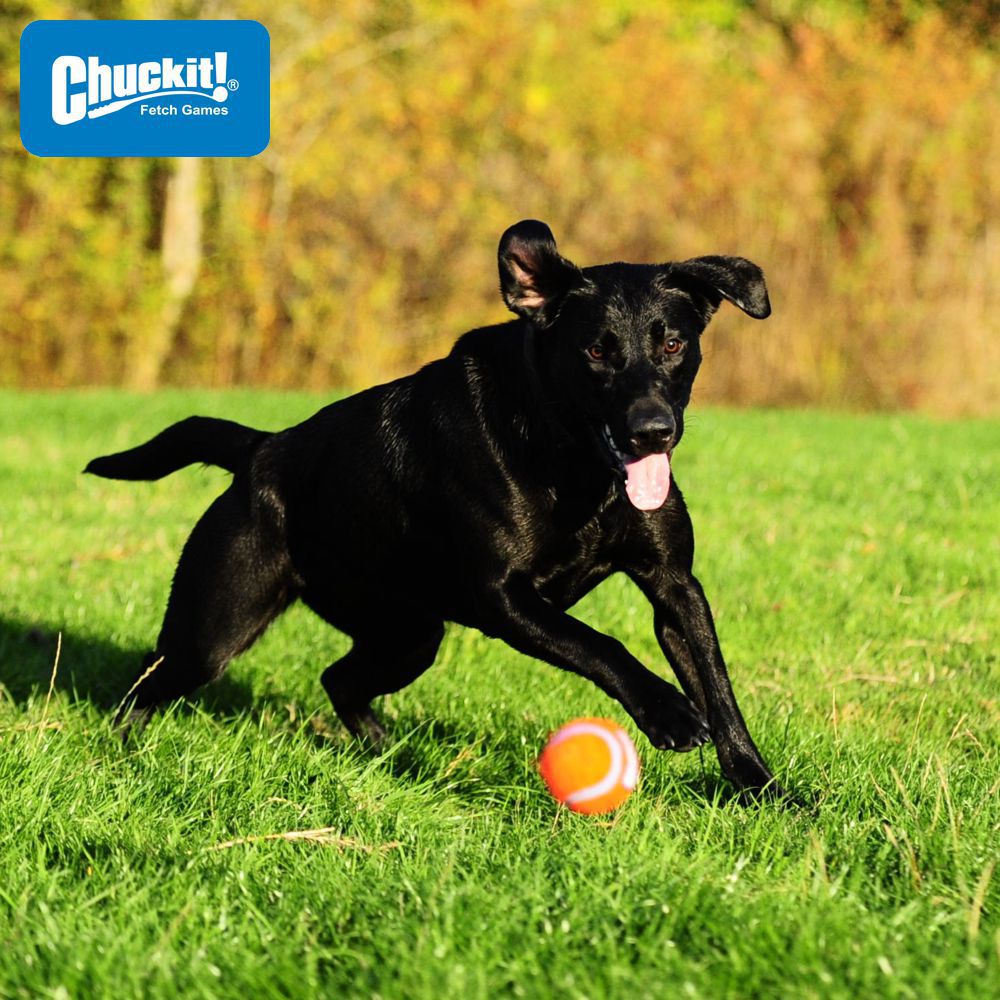 Chuckit! Junior Ball Launcher 18M - 45 cm lang - Größe M - Ballschleuder Werfer