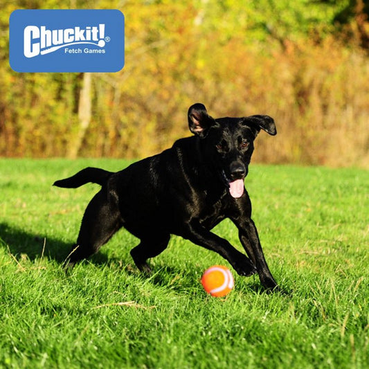Chuckit! Tennis Ball - Apportierspielzeug Hundespielzeug 2er/4er Set  Tennisball