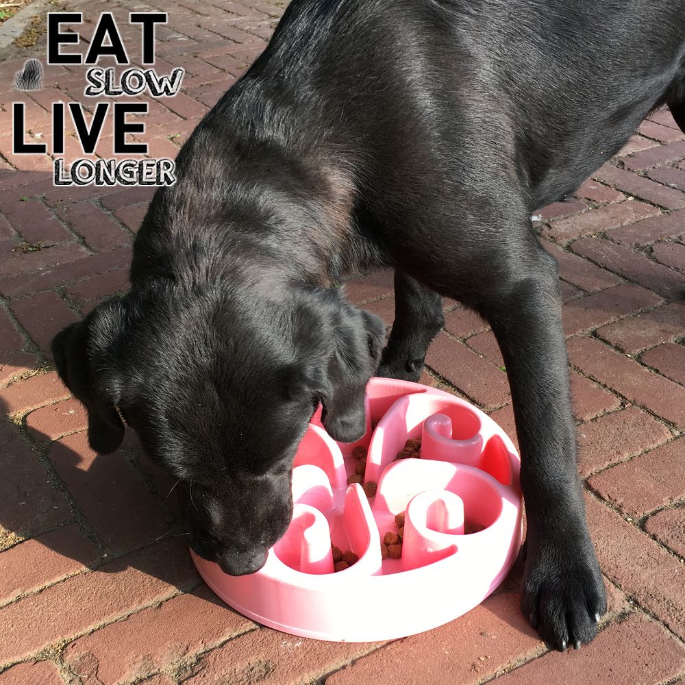 EAT SLOW Anti-Schling-Napf - rund - 2 Größen - Fressnapf Futternapf Hundenapf