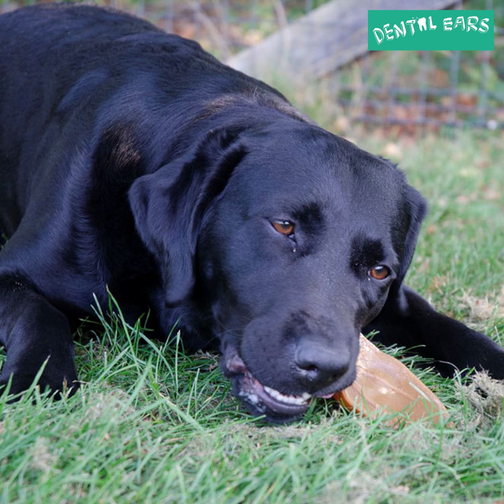 Dental Ears Hundesnack - Zahnpflege-Ohren natürliches Kauleckerli gesunde Snacks