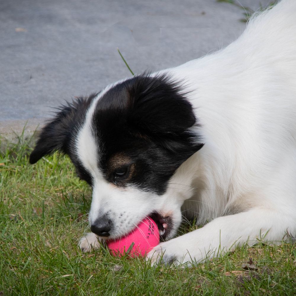 Dog Comets STARDUST BALL - S/M/L - Naturkautschuk-Ball - robust springt schwimmt