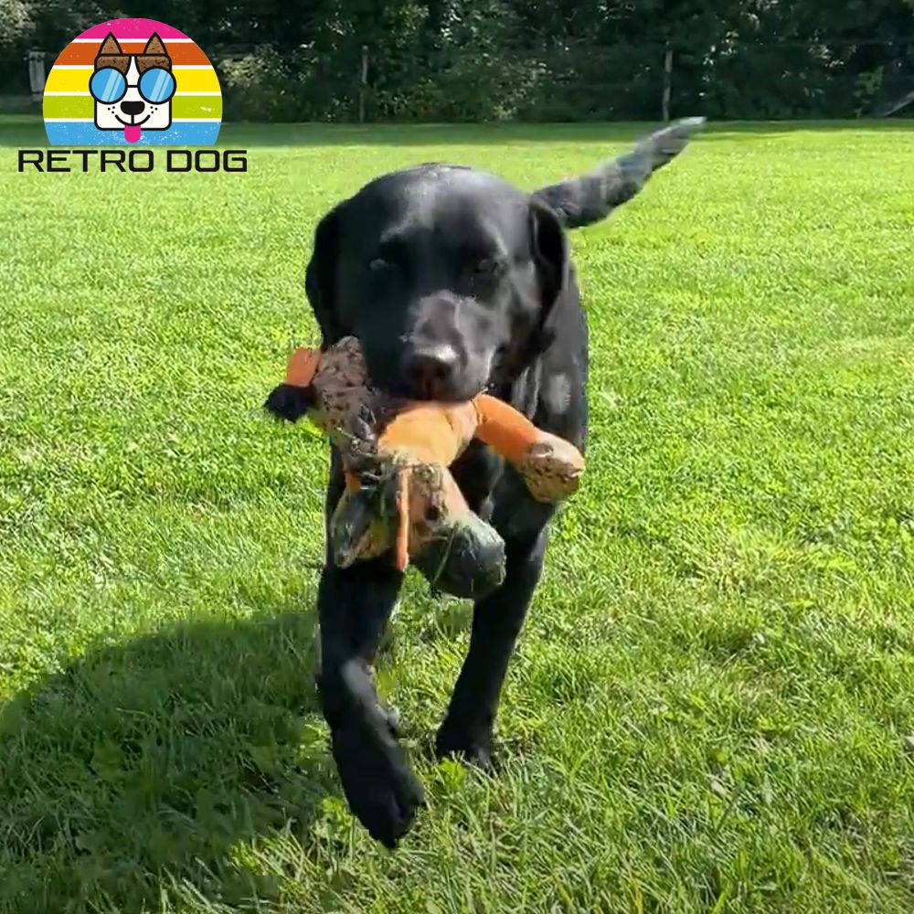 Retro Dog Donkey Hundespielzeug - Esel - Kuscheltier Plüschtier mit Quitscher