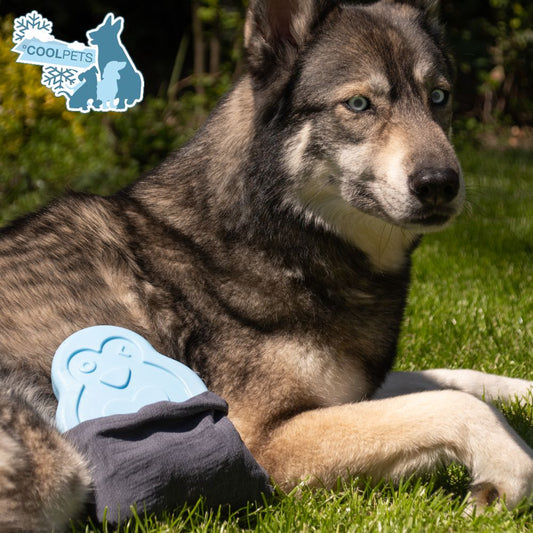 CoolPets Cooling Ice Pinguin - Kühlelement für Hunde und Nager - Eis - Kühlakku