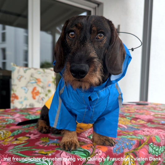 Karlie Regenmantel Sportiv 2in1 - blau gelb Hundemantel Hundepullover Regenjacke