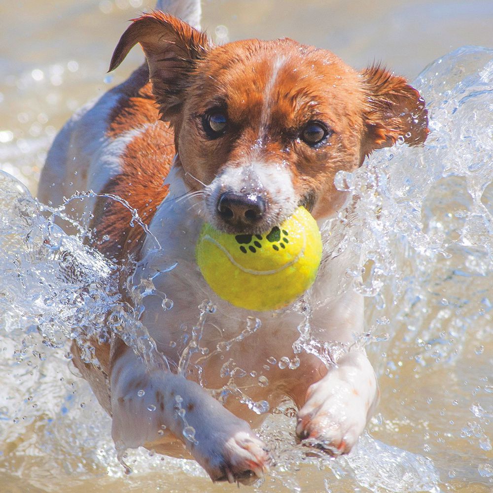 Karlie Tennisball 30:15 - M/XL - 1er/2er/12er - Apportierspiel Ball für Hunde
