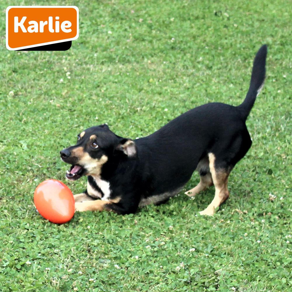Karlie Funny Eggy - Treibei für Hunde - Spielei - Treibball - Hundespielzeug