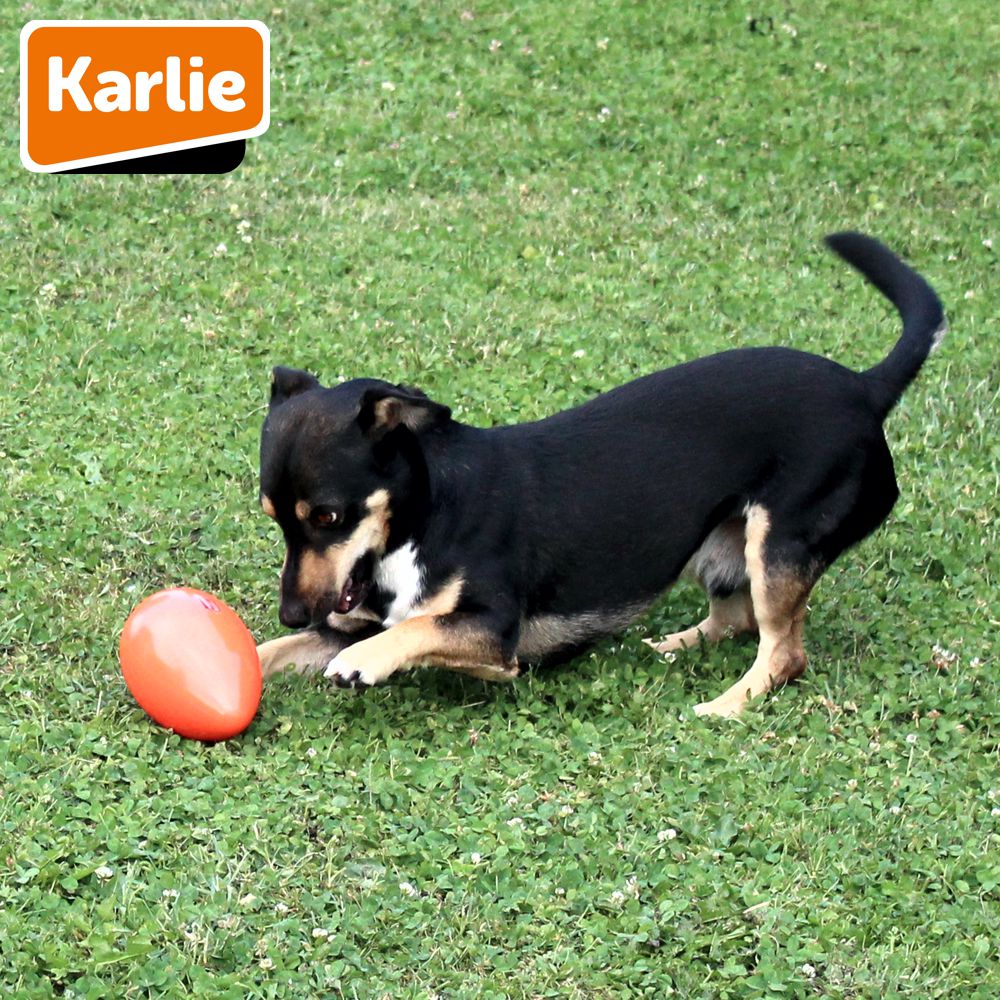 Karlie Funny Eggy - Treibei für Hunde - Spielei - Treibball - Hundespielzeug