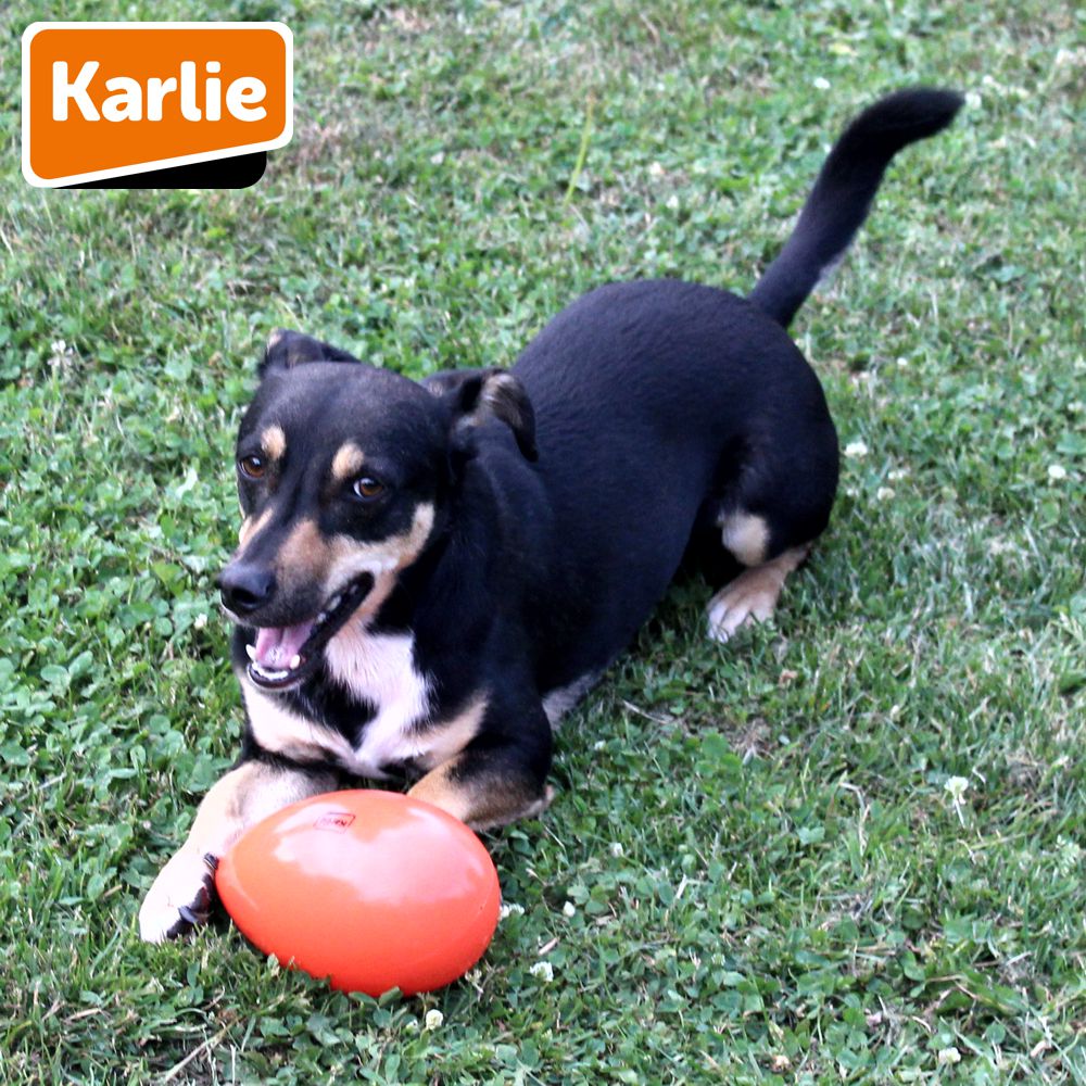 Karlie Funny Eggy - Treibei für Hunde - Spielei - Treibball - Hundespielzeug