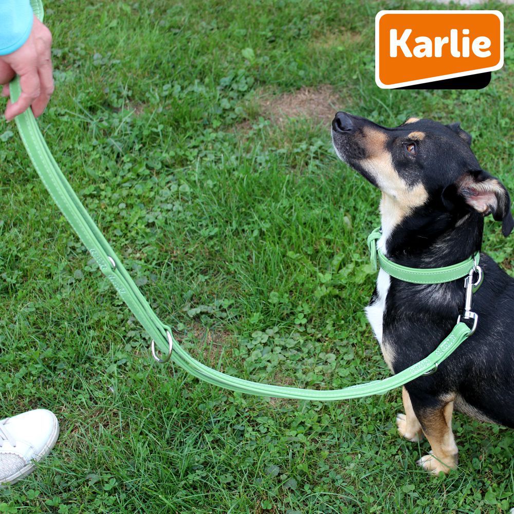 Karlie Leder-Führleine BUFFALO - 200 cm lang - Kalbsleder Hundeleine 2 m