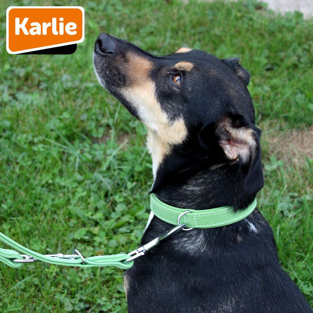 Karlie Leder-Halsband BUFFALO - Länge 40-60 cm - Kalbsleder Hundehalsband