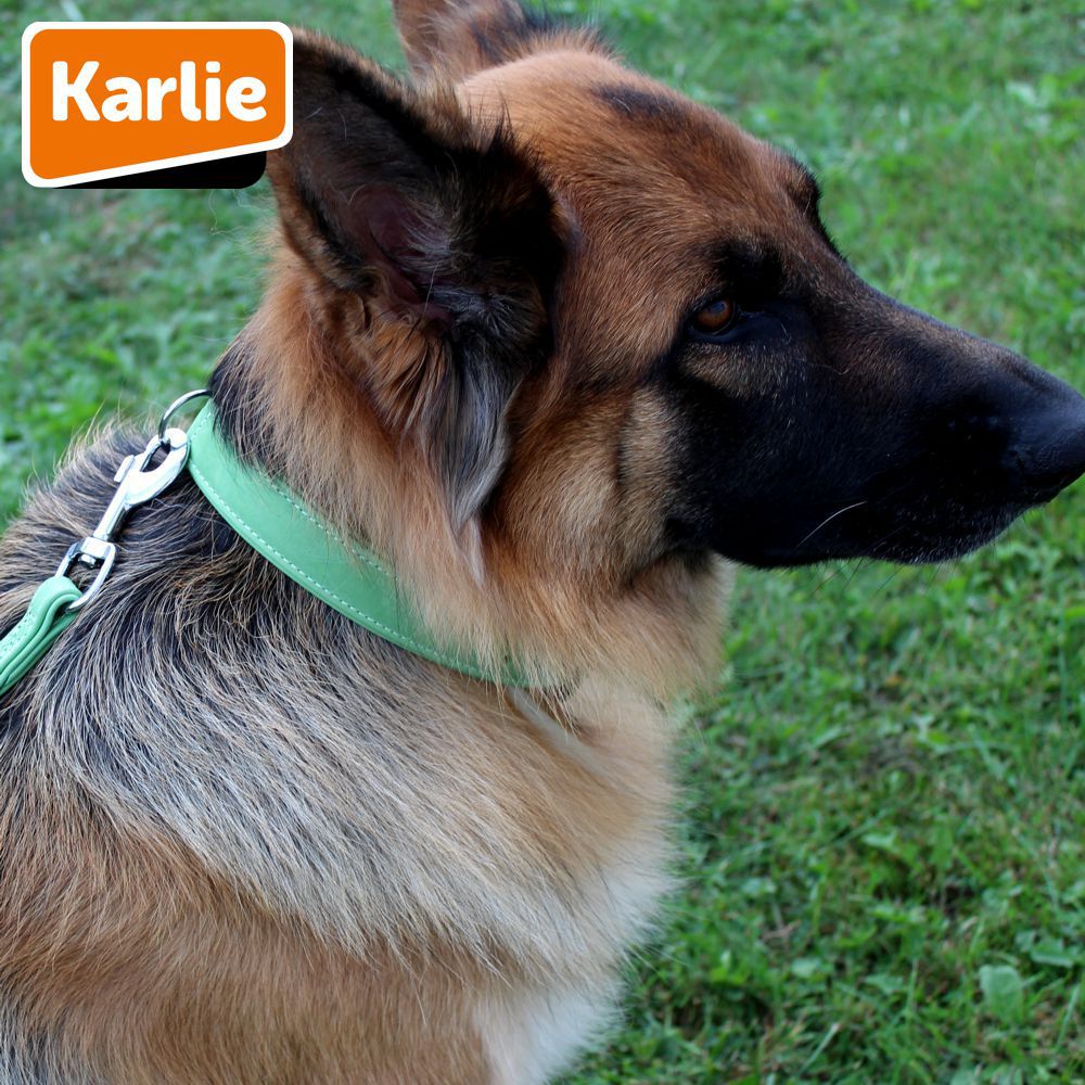 Karlie Leder-Halsband BUFFALO - Länge 40-60 cm - Kalbsleder Hundehalsband
