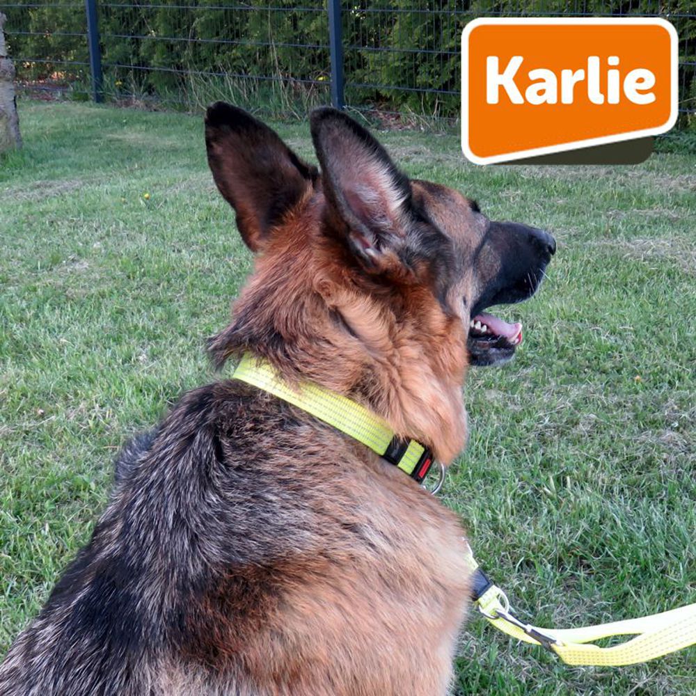 Karlie Halsband ART SPORTIV PLUS REFLEX - gelb & orange Nylon Hundehalsband
