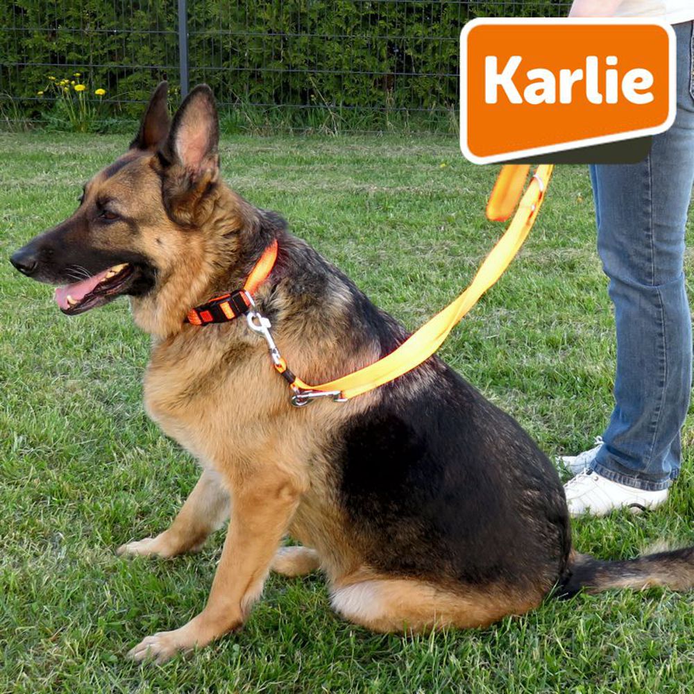 Karlie Halsband ART SPORTIV PLUS REFLEX - gelb & orange Nylon Hundehalsband