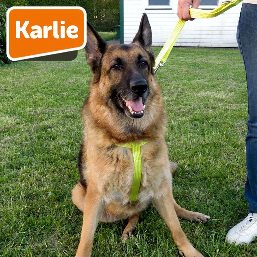 Karlie Geschirr ART SPORTIV PLUS REFLEX - Nylon Hundegeschirr - STEP & GO