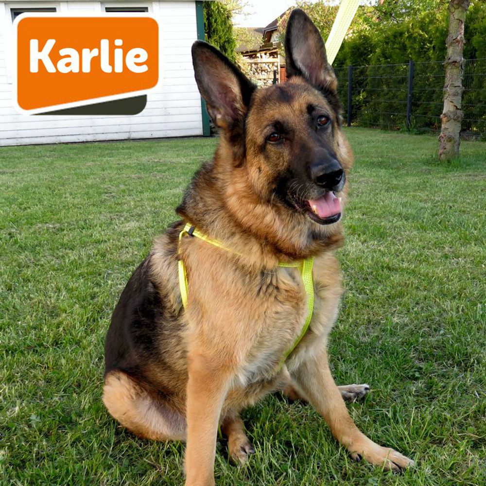Karlie Geschirr ART SPORTIV PLUS REFLEX - Nylon Hundegeschirr - STEP & GO