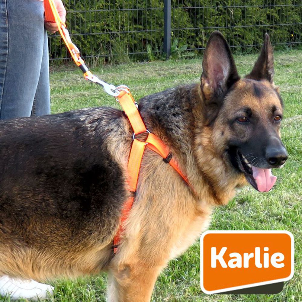 Karlie Geschirr ART SPORTIV PLUS REFLEX - Nylon Hundegeschirr - STEP & GO